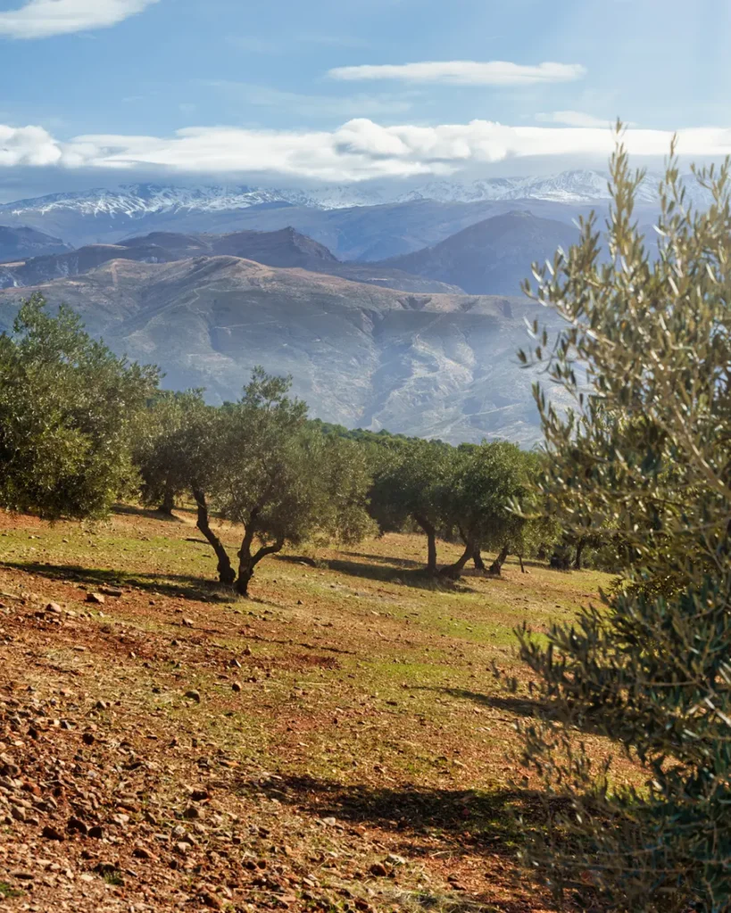 Olive tree farm