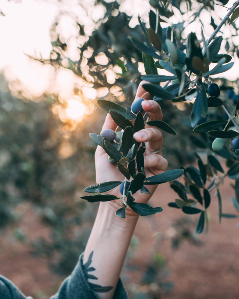 hand with olive plant